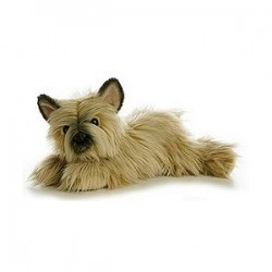 The Playful and Inquisitive Dog Cairn Terrier